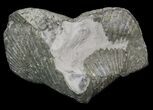 Large Pyrite Replaced Brachiopod (Paraspirifer) - Ohio #34188-1